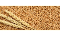 دانه گندم؛ سرشار از عناصر مغذی معدنی، کربوهیدرات، پروتیین،سلولز، چربی، آنزیم و ویتامین‌ گروه B است