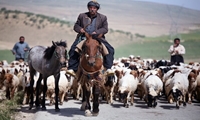 کوچ بهاره عشایر ورامین به مراتع جنوبی شهرستان آغاز شد