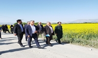 افزایش دو برابری سطح زیر کشت  کلزا در استان آذربایجان غربی