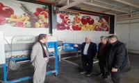 ذخیره‌سازی ۴۰۰ هزار تن سیب درختی در سردخانه‌های آذربایجان‌غربی