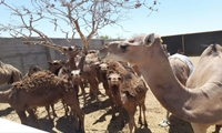 تحول در گردشگری کشاورزی شهرستان یزد