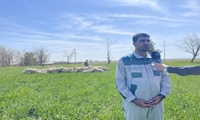 رشد ۳۵ درصدی دوقلوزایی در ایستگاه اصلاح نژاد عباس آباد؛ جهشی نوین در راندمان اقتصادی دامداری
