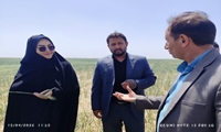 احیای بالغ بر  ۳۵۰۰ هکتار گندم دیم در سایه بارش‌های بی‌سابقه در مه ولات