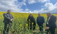 بازدید میدانی مدیر جهاد کشاورزی بهشهر از مزارع کلزا و گندم بخش یانه سر 