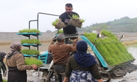 بیش از ۱۱ هزار هکتار از شالیزارهای بابل زیر کشت رفت/ ۲۵درصد نشاکاری با ارقام محلی و پرمحصول