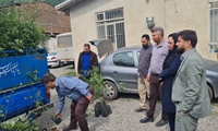 توزیع ۱۲۰۰ اصله نهال گل محمدی در سوادکوه با هدف توسعه کشت گیاهان داروئی