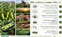 نکات مهم و طلایی در برداشت باقلا؛ تجربه‌ی مازندران