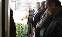 بازدید از پژوهشکده مرکبات و میوه‌های نیمه‌گرمسیری رامسر
