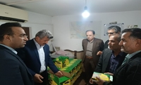 کاهش التهابات بازار ماه رمضان در محمودآباد؛ خرما ۲۹۵ هزار تومان شد 