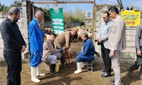 برگزاری رزمایش تخصصی جهادی دامپزشکی «گرامیداشت شهدای جنگ رمضان» در شهرستان محمودآباد