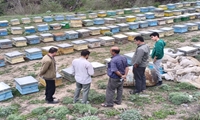 بازدید سرپرست جهاد کشاورزی سوادکوه از زنبورستان های شهرستان