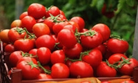  کشت ۱۰ هکتاری گوجه‌فرنگی در فضای باز در شهرستان نور