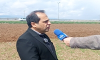 کشت سیب زمینی در ۱۵ هزار هکتار از اراضی استان اردبیل/ افزایش توزیع کود و توسعه سردخانه‌ها در حمایت از کشاورزان