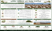 زراعت پنبه در منطقه مغان(کاشت،داشت،برداشت)