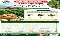هشدار شیوع بیماری سفیدک دروغی سیب زمینی در استان اردبیل