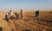 کشت پیاز بذری در 11 هکتار از مزارع شهرستان تاکستان