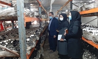 سالانه 410 تن قارچ خوراکی در میاندوآب تولید می‌شود / اشتغال زایی بیش از 100 نفر در واحدهای تولید قارچ