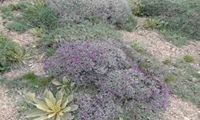 برداشت گیاهان مرتعی به قصد فروش ممنوع است / برخورد قاطع منابع طبیعی آذربایجان غربی با برداشت بی‌رویه گیاهان خوراکی