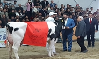 جشنواره ملی گاو هلشتاین ایران - اصفهان به کار خود پایان داد