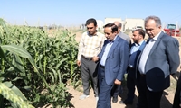 بازدید معاون وزیر جهاد کشاورزی از یک طرح آبیاری زیرسطحی در بویین زهرا
