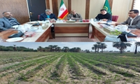 سطح زیر کشت قراردادی گندم در سیستان وبلوچستان از مرز 10 هزار هکتار گذشت