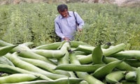 آغاز برداشت باقلا از اراضی کشاورزی سیستان و بلوچستان