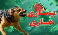 آذربایجان شرقی تنها مرکز ملی انجام آزمایش‌های تشخیص بیماری "هاری" در کشور