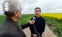 تدارک لازم برای خرید گندم، کلزا و جو
