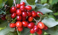برداشت زغال اخته از سطح  670هکتار از باغات استان قزوین