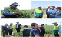 بازدید رییس سازمان جهاد کشاورزی از روند مبارزه با سن غلات در مزارع کشاورزی آبیک