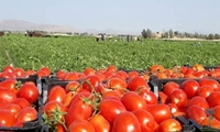 پیش‌بینی تولید بیش از 600 هزار تن گوجه‌فرنگی در استان بوشهر