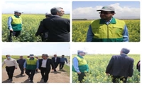 بازدید رییس سازمان جهاد کشاورزی قزوین از مزارع کلزای آبیک