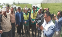 حضور کاروان ترویجی بهره وری کشاورزی در سایت ترویجی آموزشی روستای میان کوه واقع در میاندربند کرمانشاه