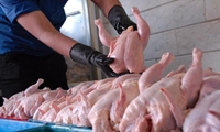 175 تن مرغ مازاد از سوی تشکل‌های بخش طیور استان قزوین خریداری شده است