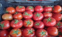خرید توافقی گوجه فرنگی توسط تعاون روستایی آذربایجان شرقی