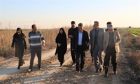 بازدید سرپرست سازمان حفظ نباتات کشور از مزارع شهرستان رامشیر استان خوزستان