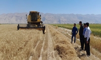 آغاز برداشت گندم در فارس/ برداشت گندم از 6 هزار هکتار مزارع لامرد آغاز شد
