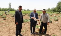 تجلیل از سیب زمینی کار نمونه عجب‌شیری