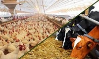 پرداخت 8 هزار میلیارد تومان تسهیلات به دامداران و مرغداران/ پیش بینی افزایش 20 درصدی تولید گوشت مرغ از محل زنجیره ارزش