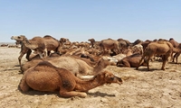 تجارتی سودآور در دل کویر با راه اندازی بزرگترین "مزرعه شتر داشتی" در سیستان وبلوچستان
