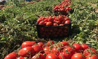 گوجه‌کاران استان بوشهر مراقب «قارچ لکه موجی» باشند