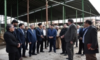 بازدید رئیس سازمان جهاد کشاورزی استان از گاوداری دچار حریق شده در آذرشهر