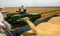 تلاش بی‌وقفه "مدافعان امنیت غذایی" برای تأمین کالاهای اساسی/ خرید 200 هزار تن گندم در تعطیلات نیمه خرداد