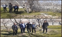 سرشاخه کاری 34 هکتار از باغات گردوی شهرستان اسکو/ تعویض تاج و سرشاخه کاری در سطح 4 هکتار از باغات گردوی شهرستان اسکو در سالجاری