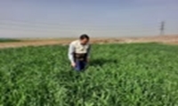 نظارت بر مزارع و پایش کشت های پاییزه شهرستان آبیک