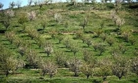 اصلاح  و نوسازی 1000 هکتار از باغات استان در سال 1402