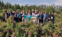 بهار گل های محمدی در شهرستان مرند با برداشت بیش از846 تن محصول