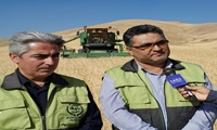 برداشت خوشه های طلایی از مزارع کردستان آغاز شد