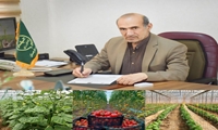 توسعه 130 هکتاری گلخانه های سیستان و بلوچستان