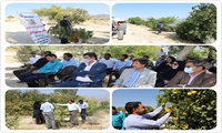 مانور مدیریت تلفیقی آفت مگس میوه مدیترانه ای در شهرستان جیرفت برگزار شد